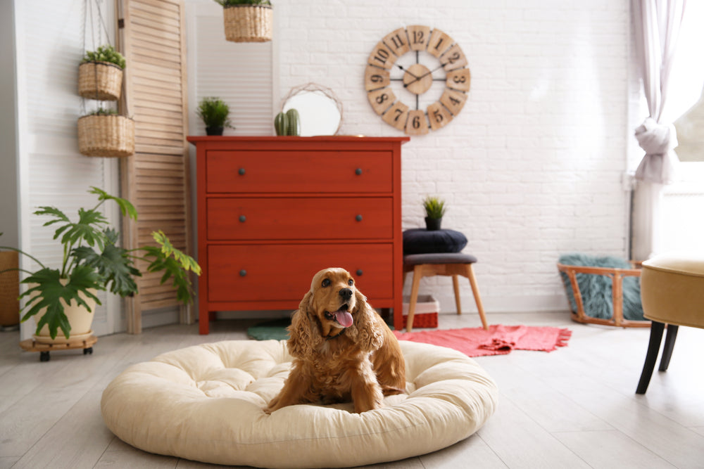 How to Choose Pet-Friendly Living Room Furniture